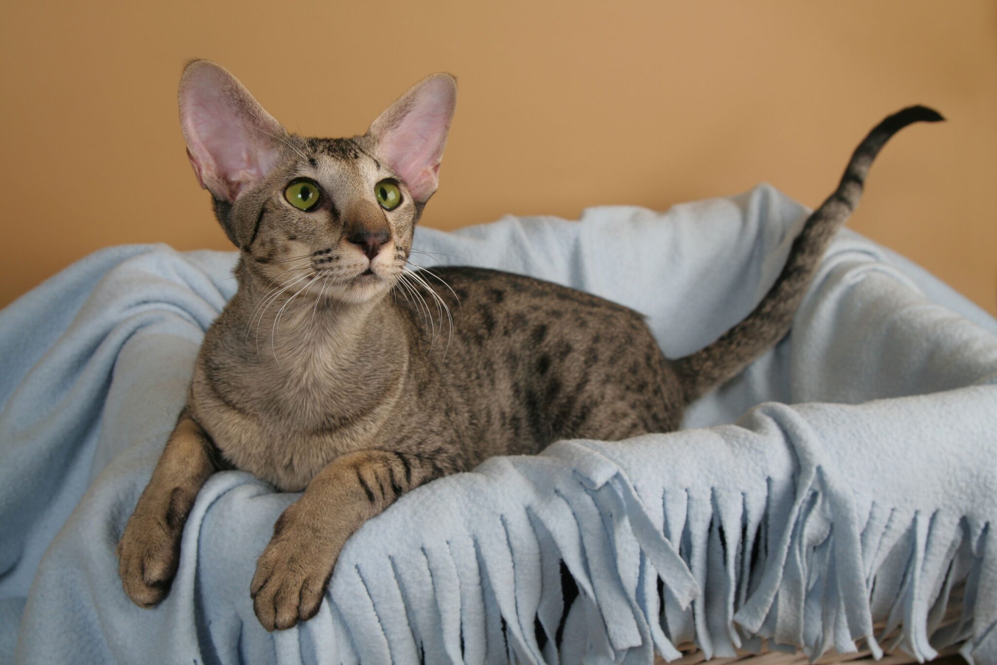 Oriental-Cat kittens