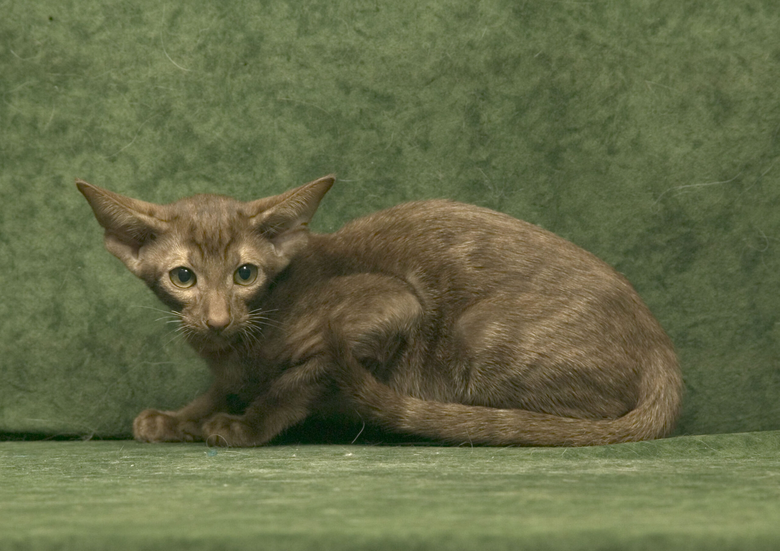 Oriental Cat kittens