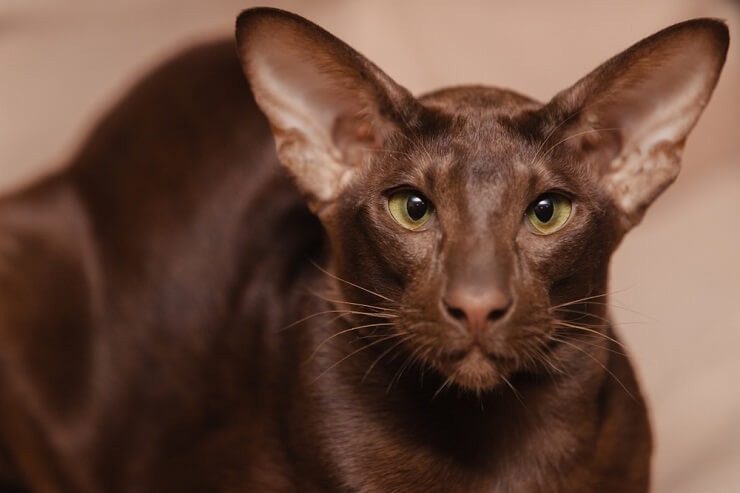 Oriental cat kitten